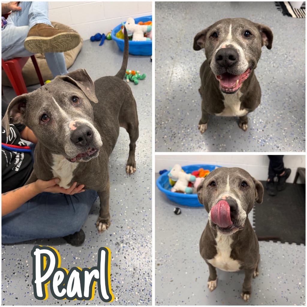 Enlarge Pearl, a Adoptable American Staffordshire Terrier in Pierceton, IN image 5/6