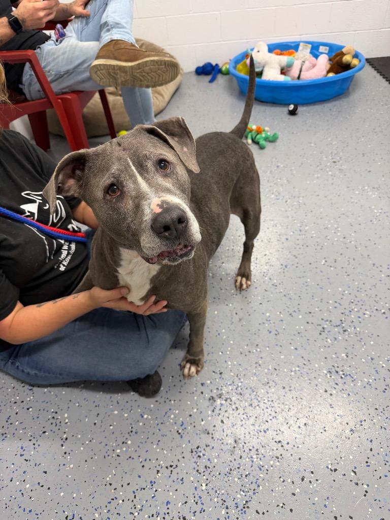 Enlarge Pearl, a Adoptable American Staffordshire Terrier in Pierceton, IN image 6/6