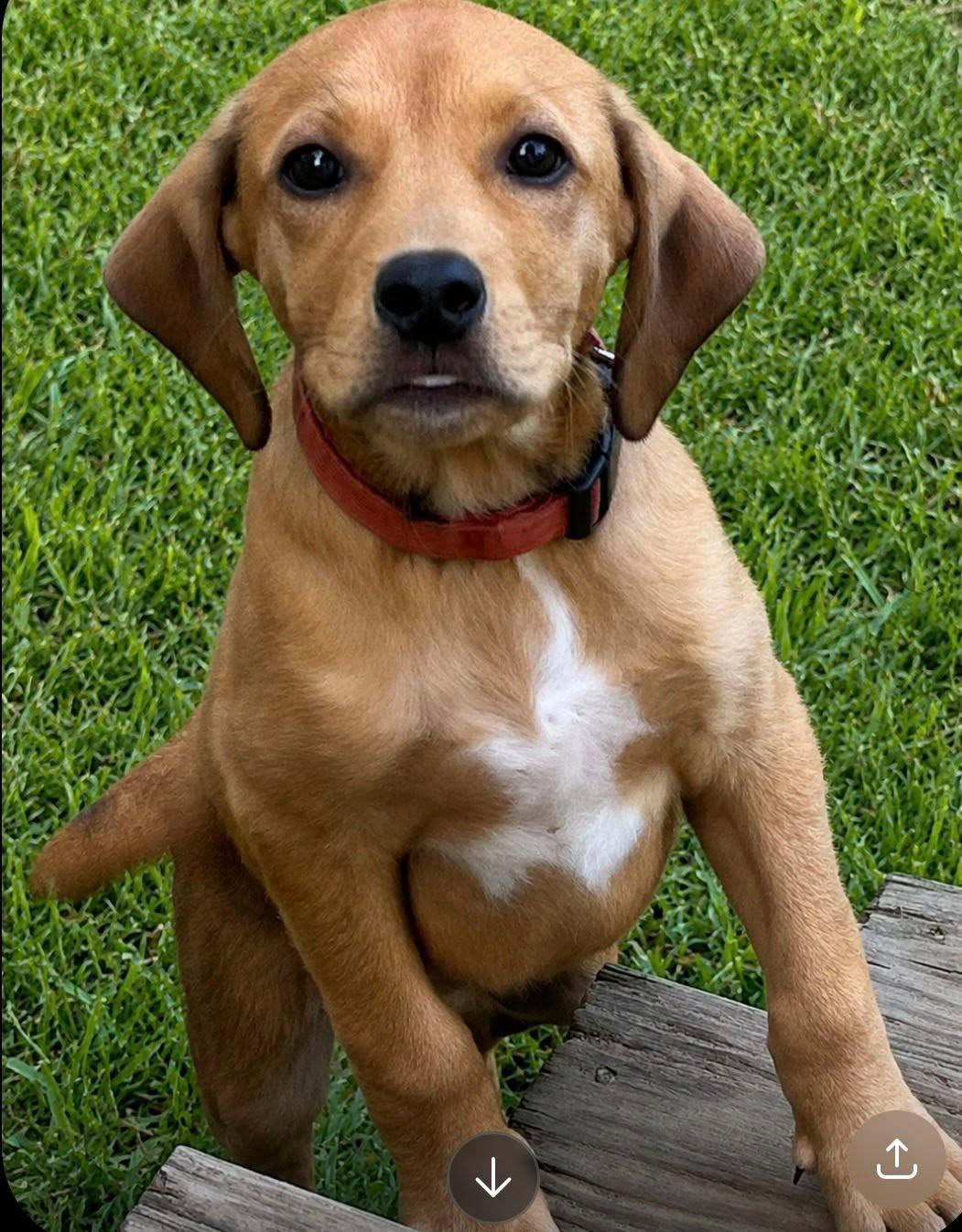 Brandi, Adoptable, Puppy Female Labrador Retriever & Hound.