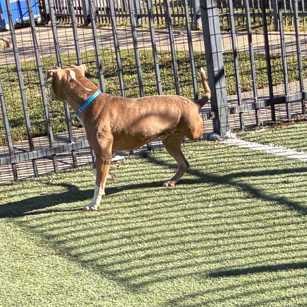 Asher, Adoptable, Adult Male Mixed Breed.