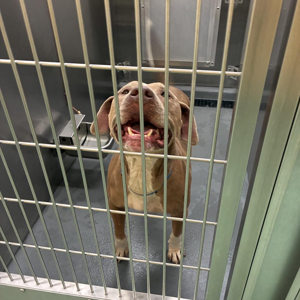 Enlarge Asher, a Adoptable Mixed Breed in Gainesville, GA image 2/6