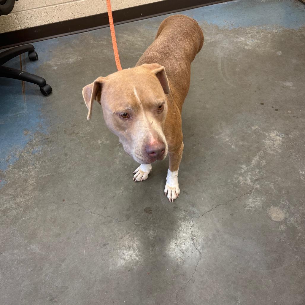 Enlarge Asher, a Adoptable Mixed Breed in Gainesville, GA image 3/6