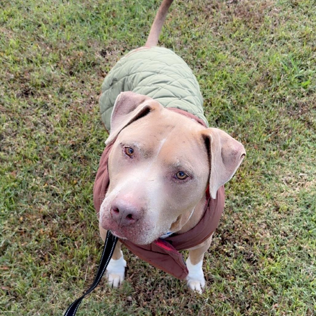Enlarge Asher, a Adoptable Mixed Breed in Gainesville, GA image 4/6