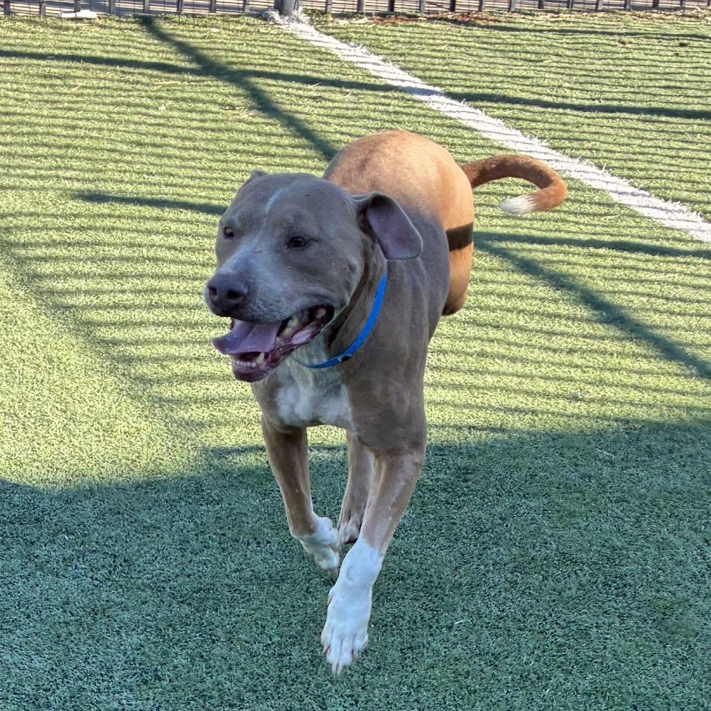 Enlarge Asher, a Adoptable Mixed Breed in Gainesville, GA image 5/6