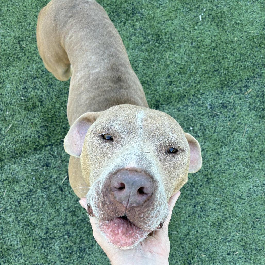 Enlarge Asher, a Adoptable Mixed Breed in Gainesville, GA image 6/6