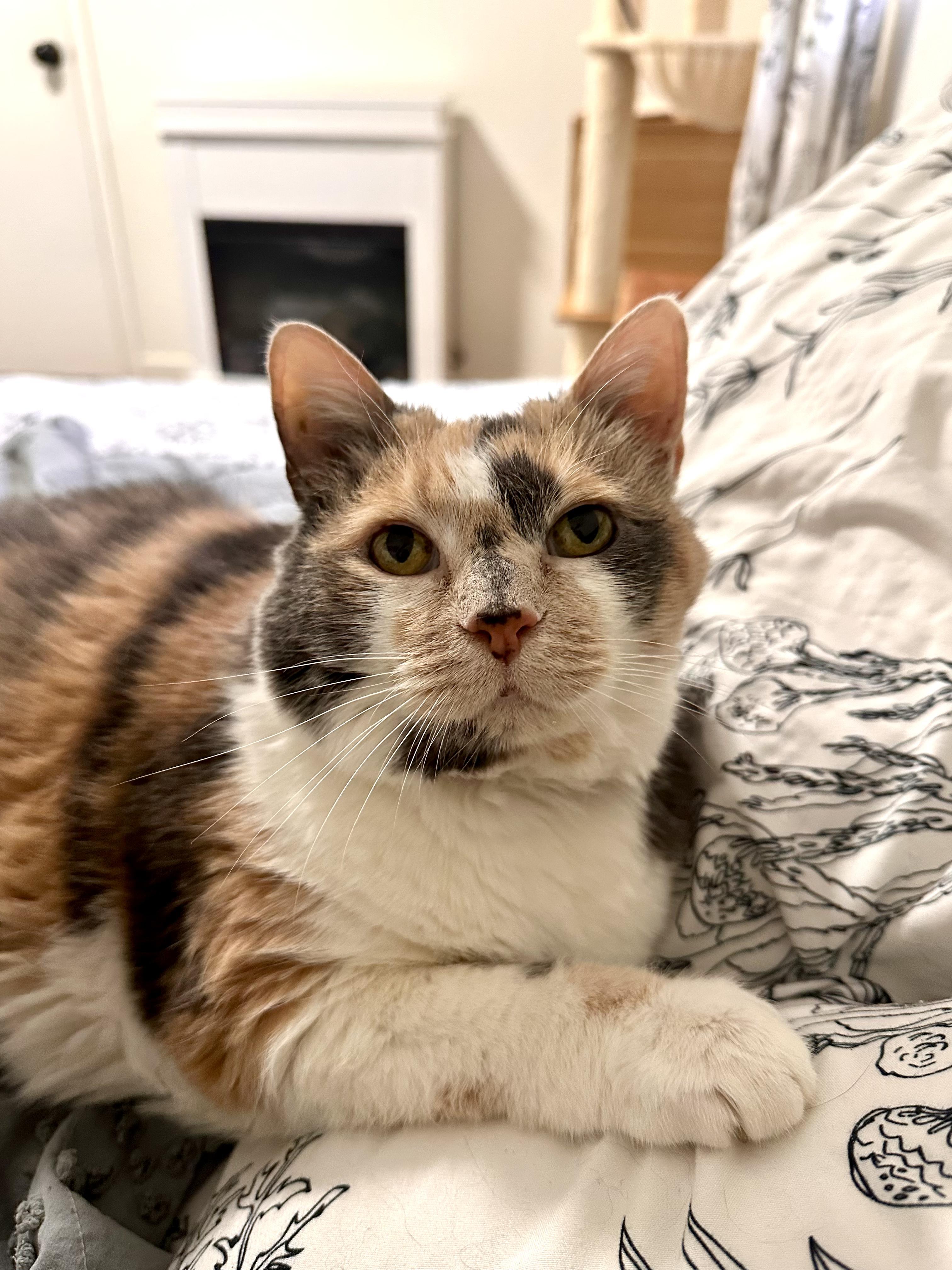 Enlarge Purriana Grande, an adopted Domestic Short Hair in Lakewood, CO image 4/6