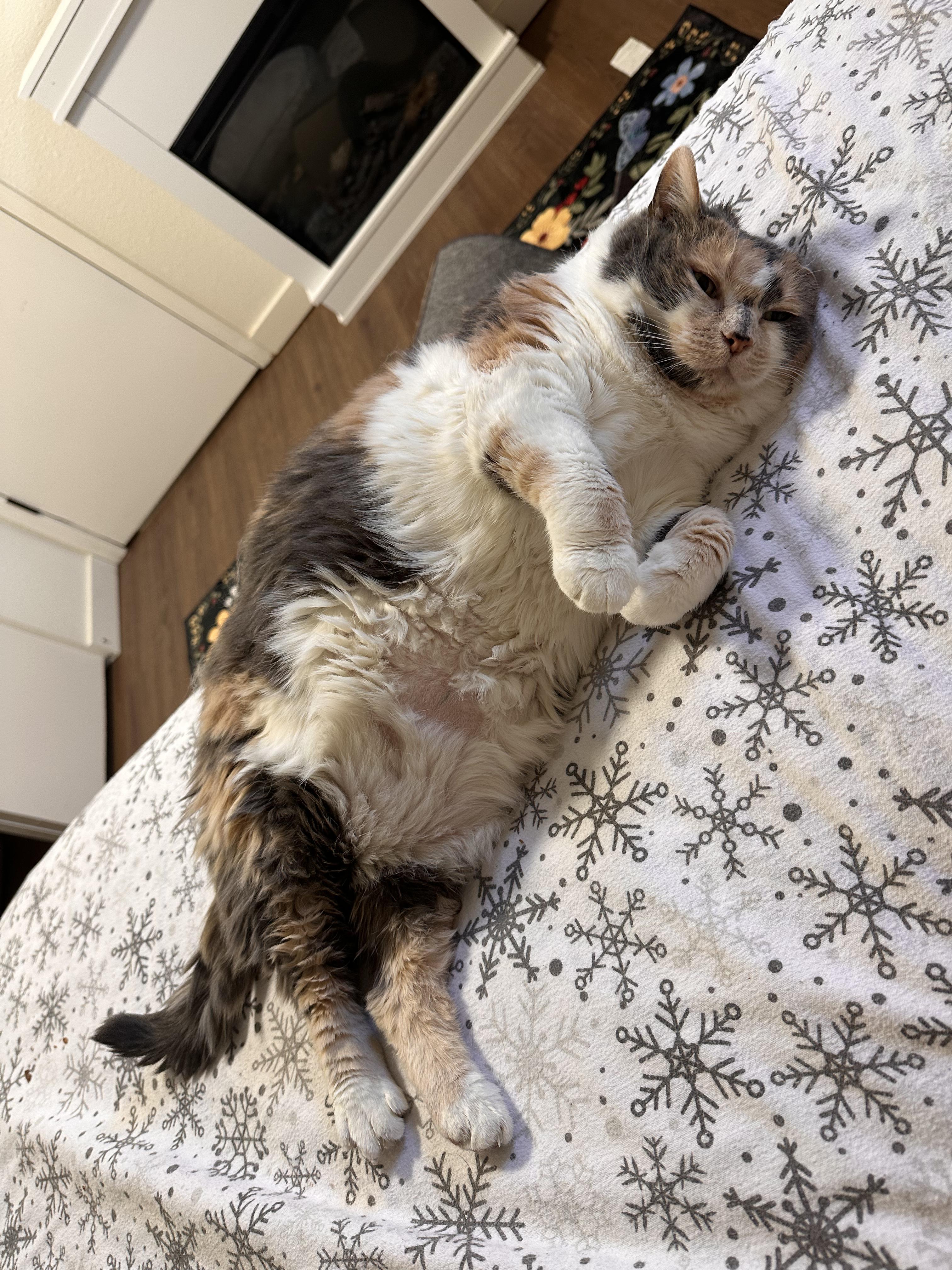 Enlarge Purriana Grande, an adopted Domestic Short Hair in Lakewood, CO image 6/6