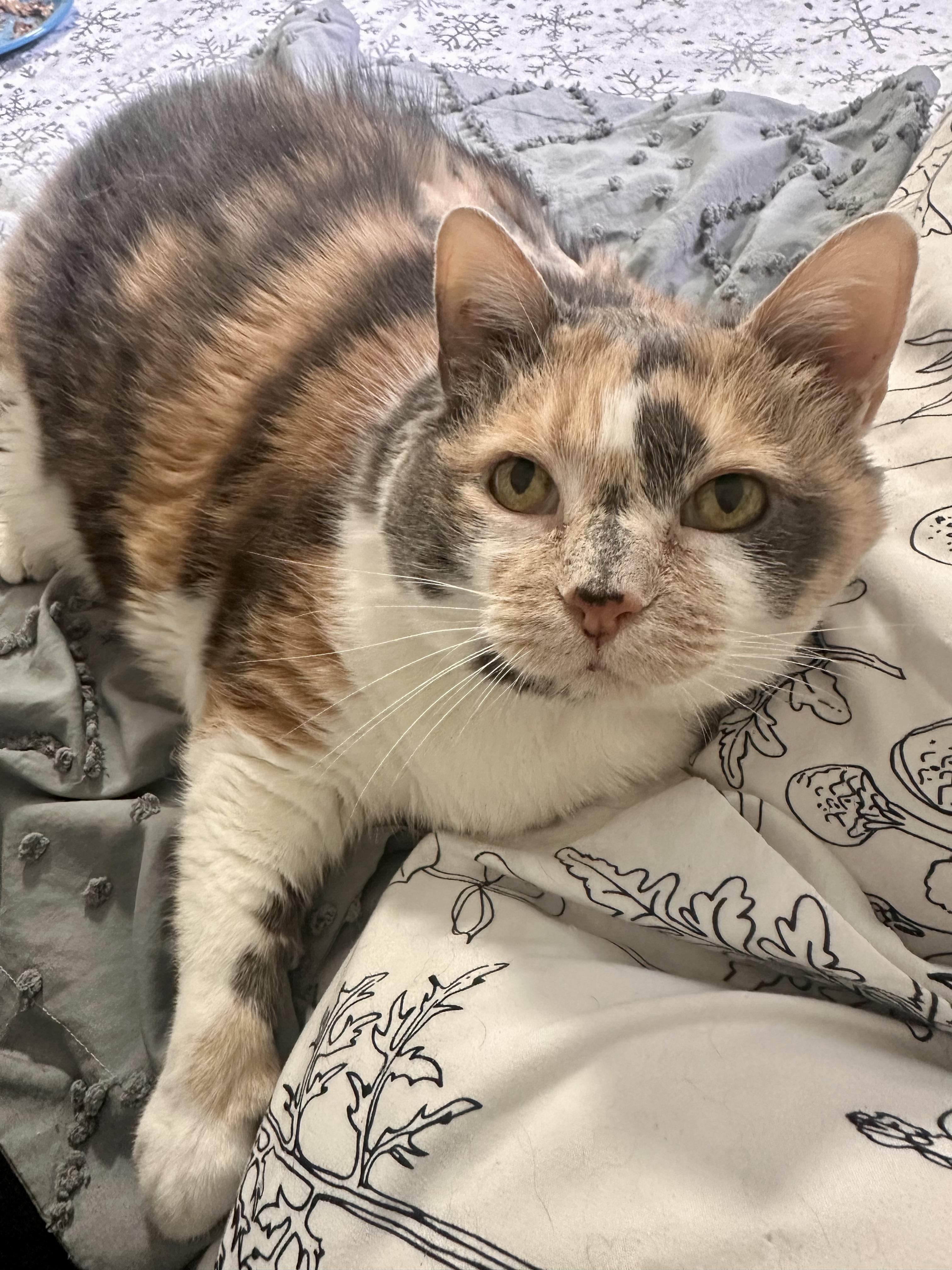 Purriana Grande, adopted, Senior Female Domestic Short Hair.