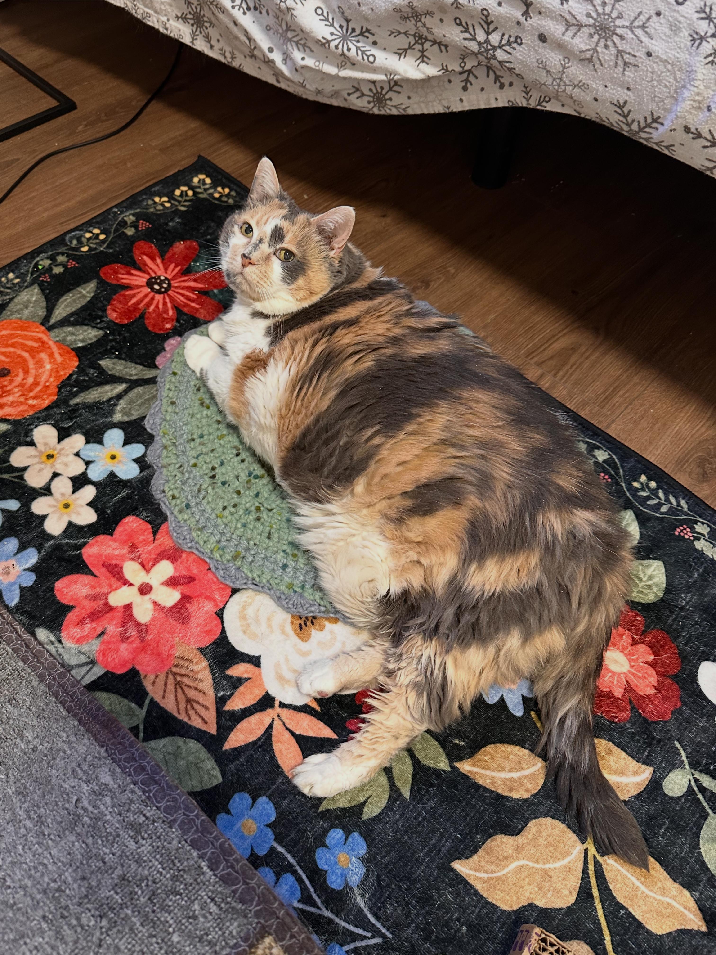 Enlarge Purriana Grande, an adopted Domestic Short Hair in Lakewood, CO image 3/6