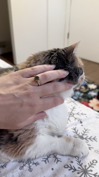 Enlarge Purriana Grande, an adopted Domestic Short Hair in Lakewood, CO video 2/6
