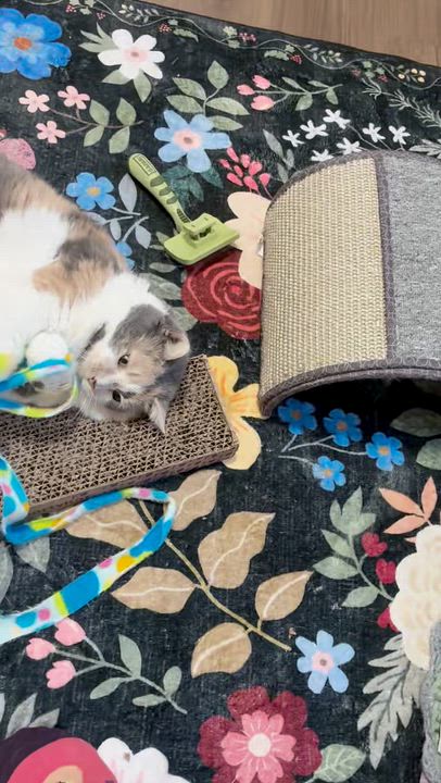 Enlarge Purriana Grande, an adopted Domestic Short Hair in Lakewood, CO video 5/6