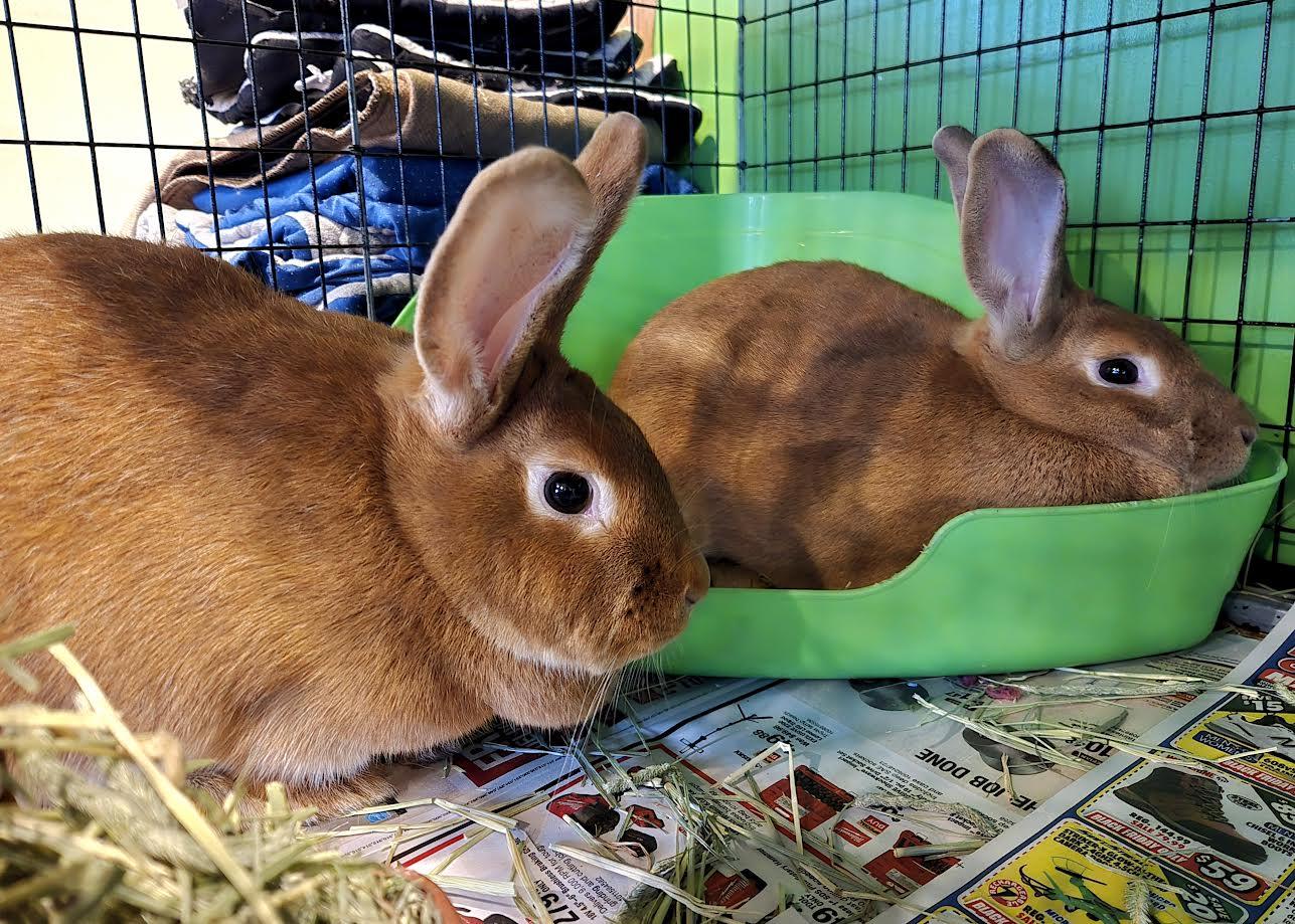 Enlarge Yule, a ADOPTABLE mixed breed in Bellingham, WA image 1/1