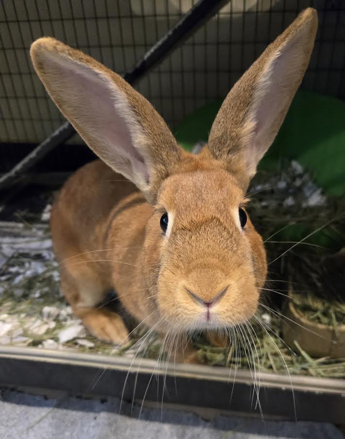 Enlarge Yule, a ADOPTABLE mixed breed in Bellingham, WA image 1/2
