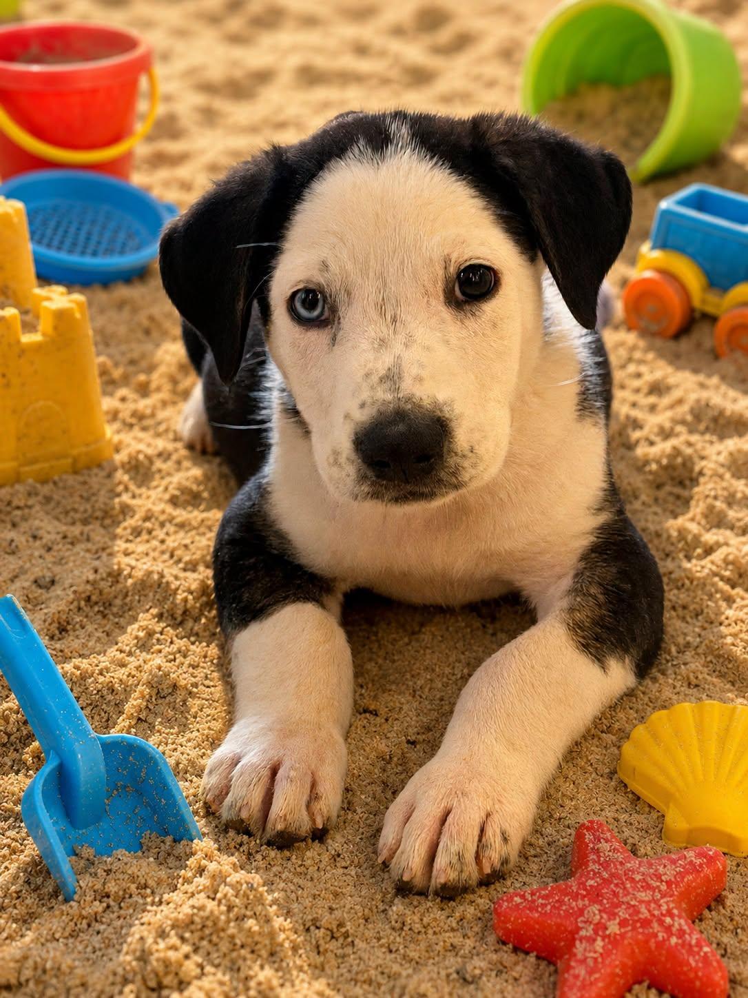 Enlarge Schmidt, a ADOPTABLE mixed breed in Guntersville, AL image 3/3