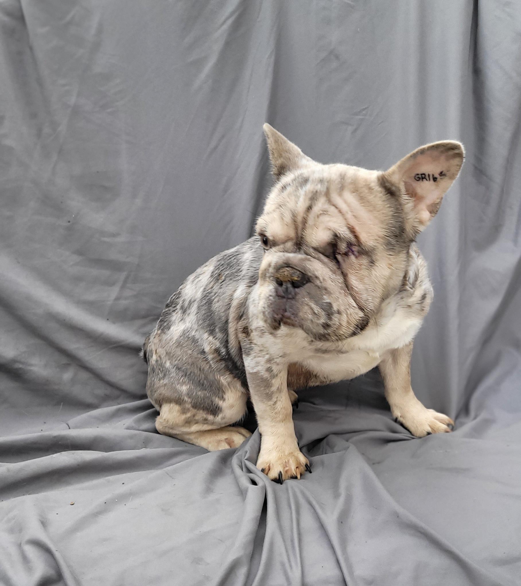 Miss BLUEBERRY, Adoptable, Puppy Female French Bulldog.