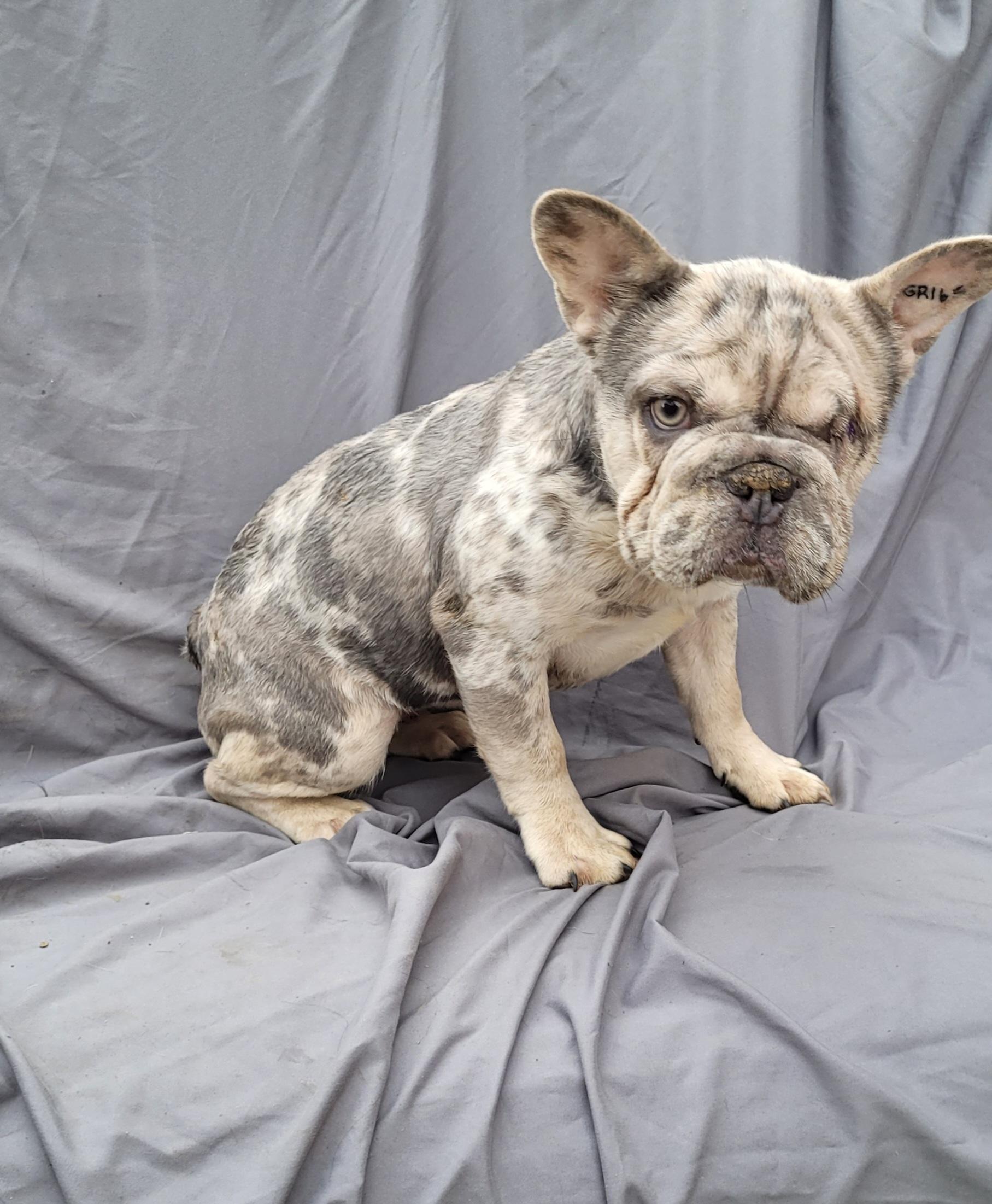 Miss BLUEBERRY, a Adoptable French Bulldog in Woodsfield, OH image 2/2