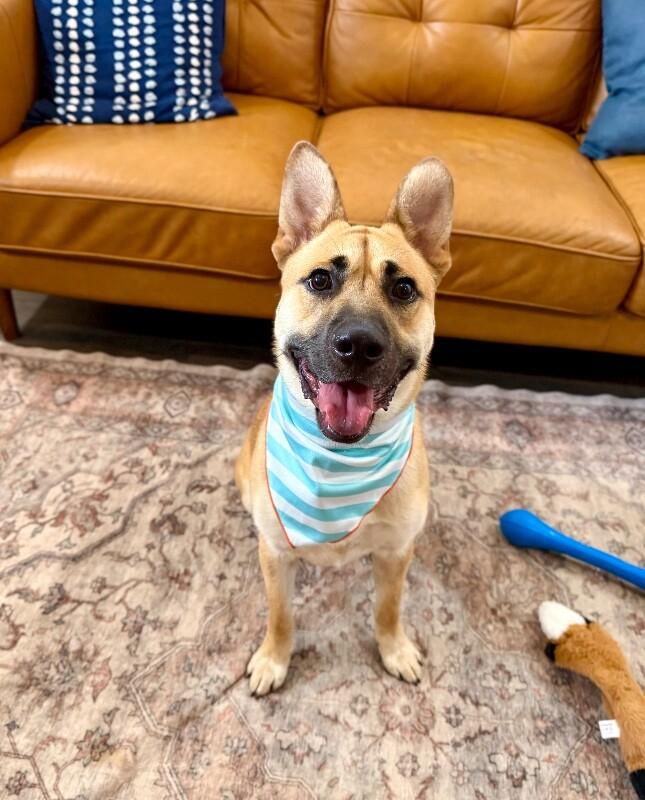 Barney Delight The Certified Mood Booster — thumbnail 2