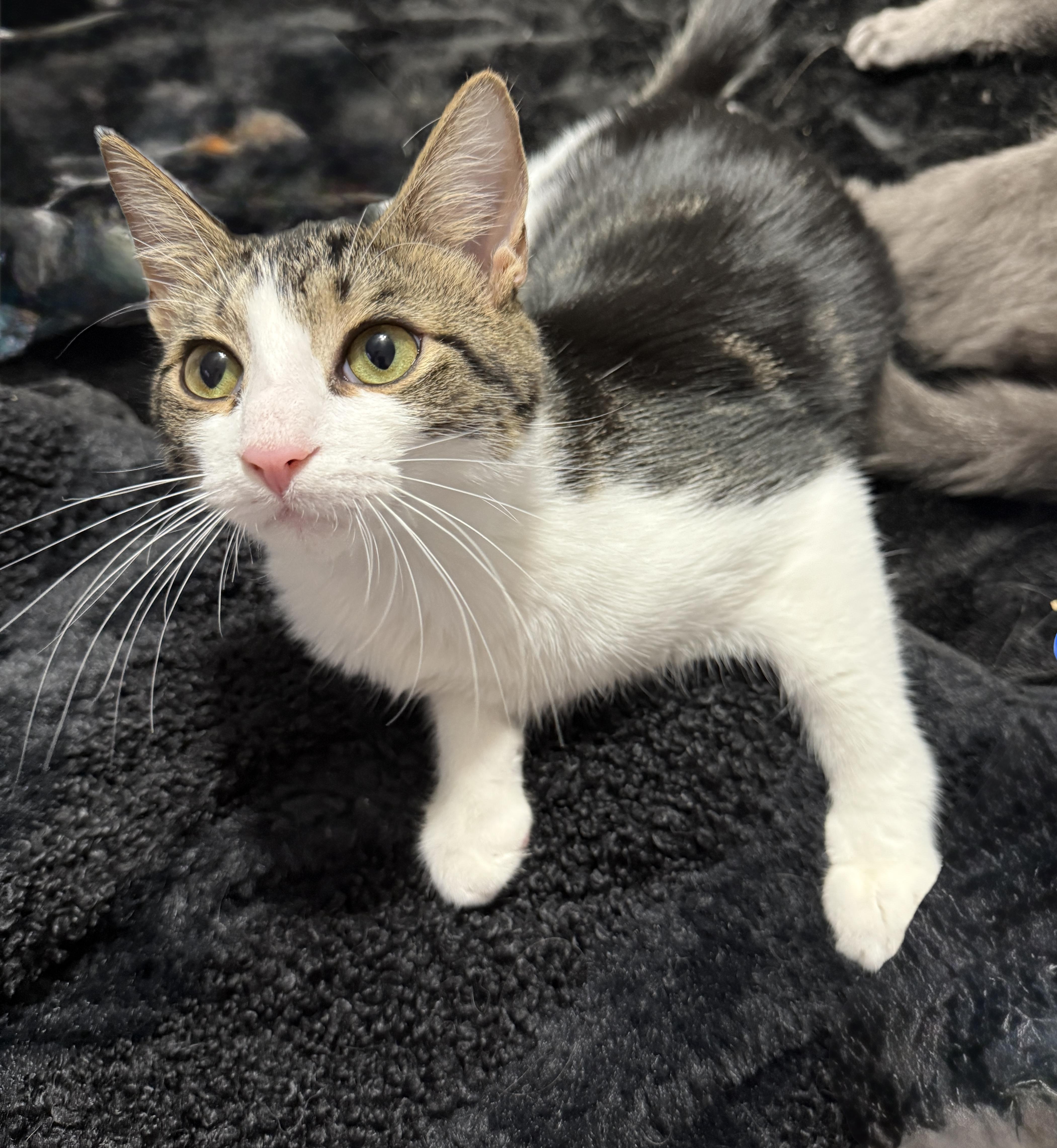 Toodles, Adoptable, Young Male Domestic Short Hair.