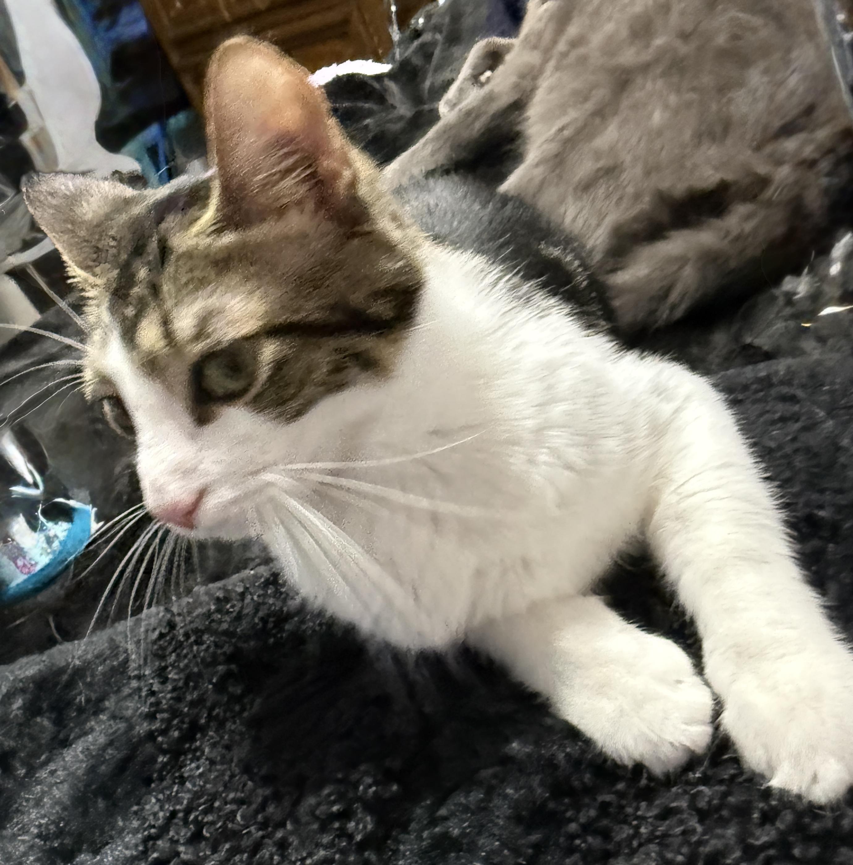 Enlarge Toodles, a Adoptable mixed breed in Irmo, SC image 2/6