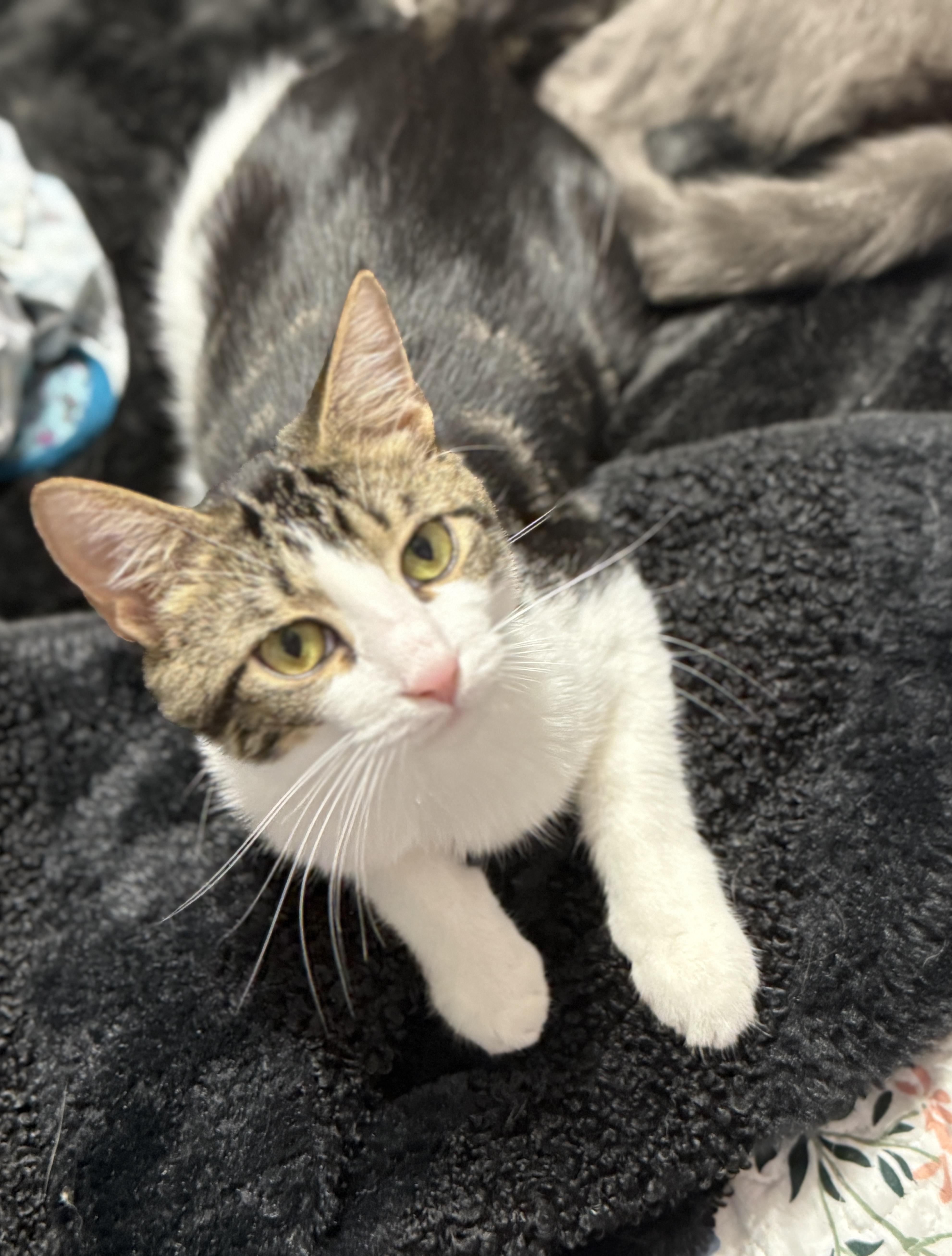 Enlarge Toodles, a Adoptable mixed breed in Irmo, SC image 6/6