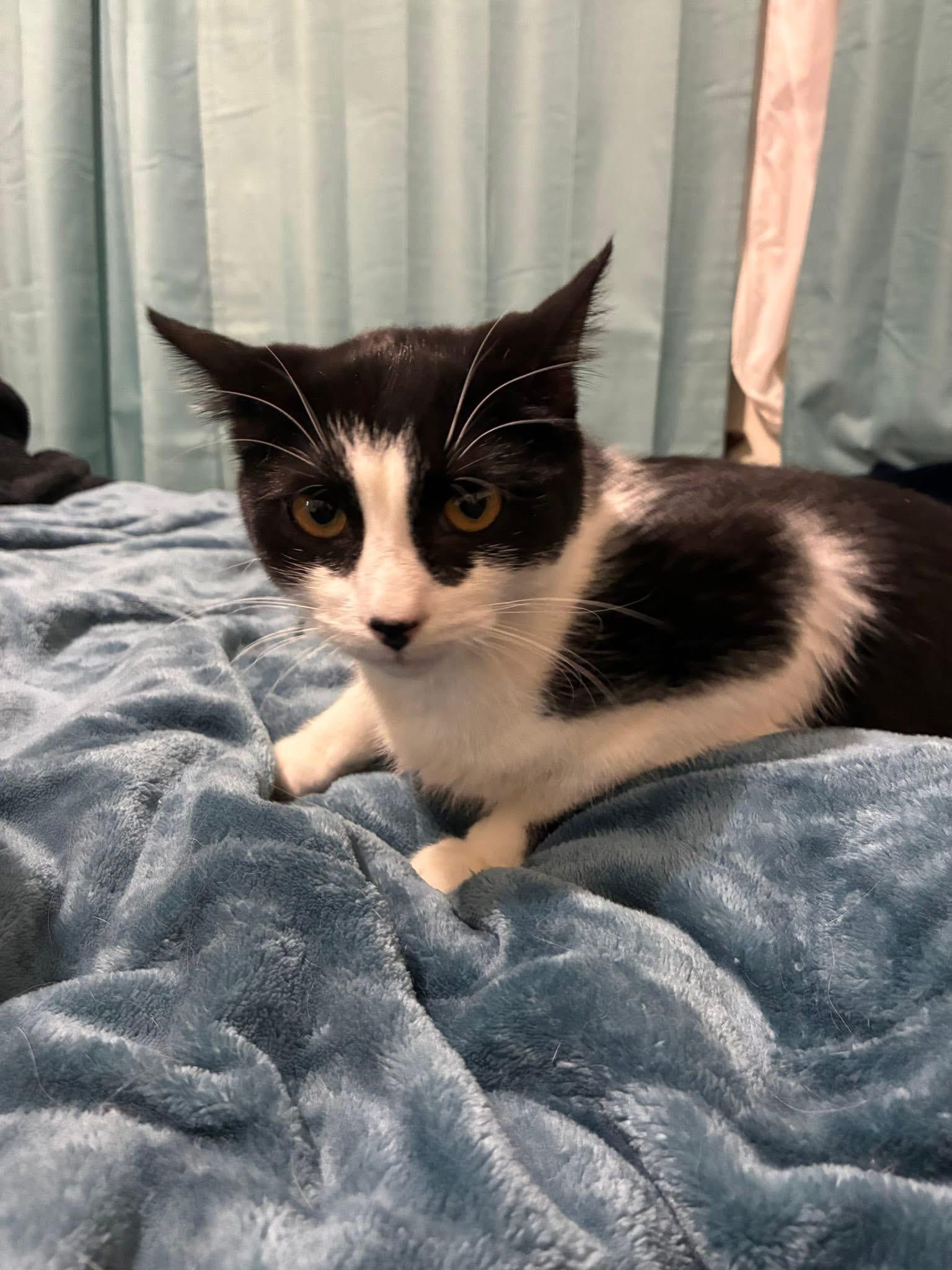 Enlarge Snoopy Girl, a ADOPTABLE Domestic Short Hair in Grosse Pointe Park, MI image 2/3