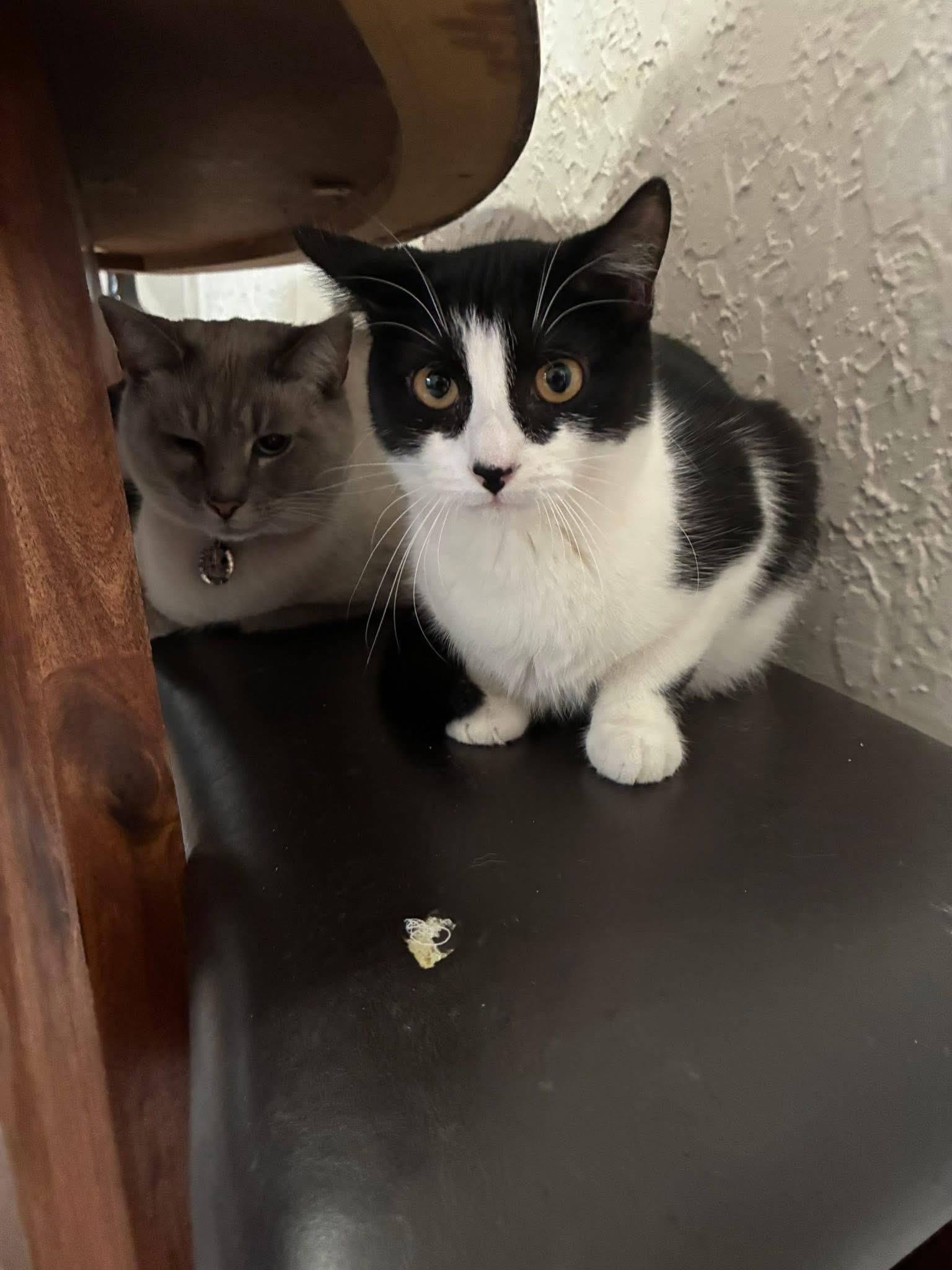 Enlarge Snoopy Girl, a ADOPTABLE Domestic Short Hair in Grosse Pointe Park, MI image 3/3