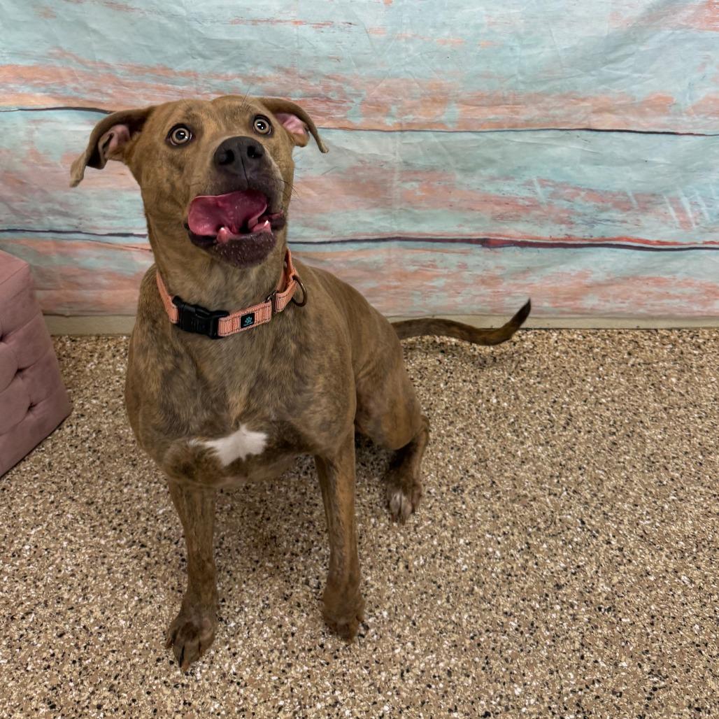 Tigress, Adoptable, Adult Female Pit Bull Terrier & Labrador Retriever.