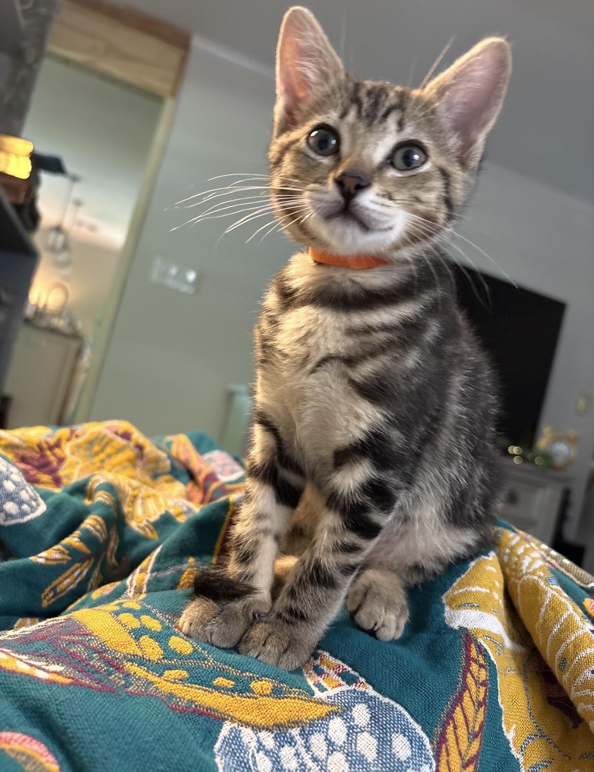 Haven, a ADOPTABLE Domestic Short Hair in Kannapolis, NC image 1/4