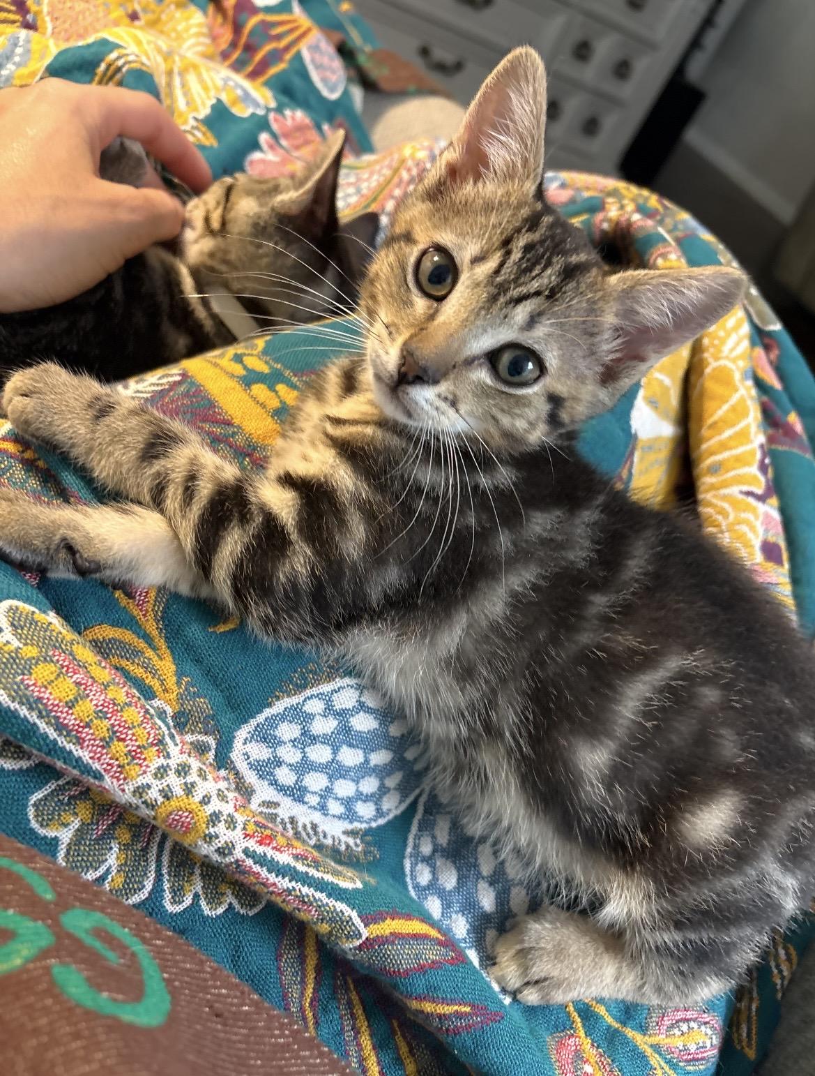 Haven, a ADOPTABLE Domestic Short Hair in Kannapolis, NC image 3/4