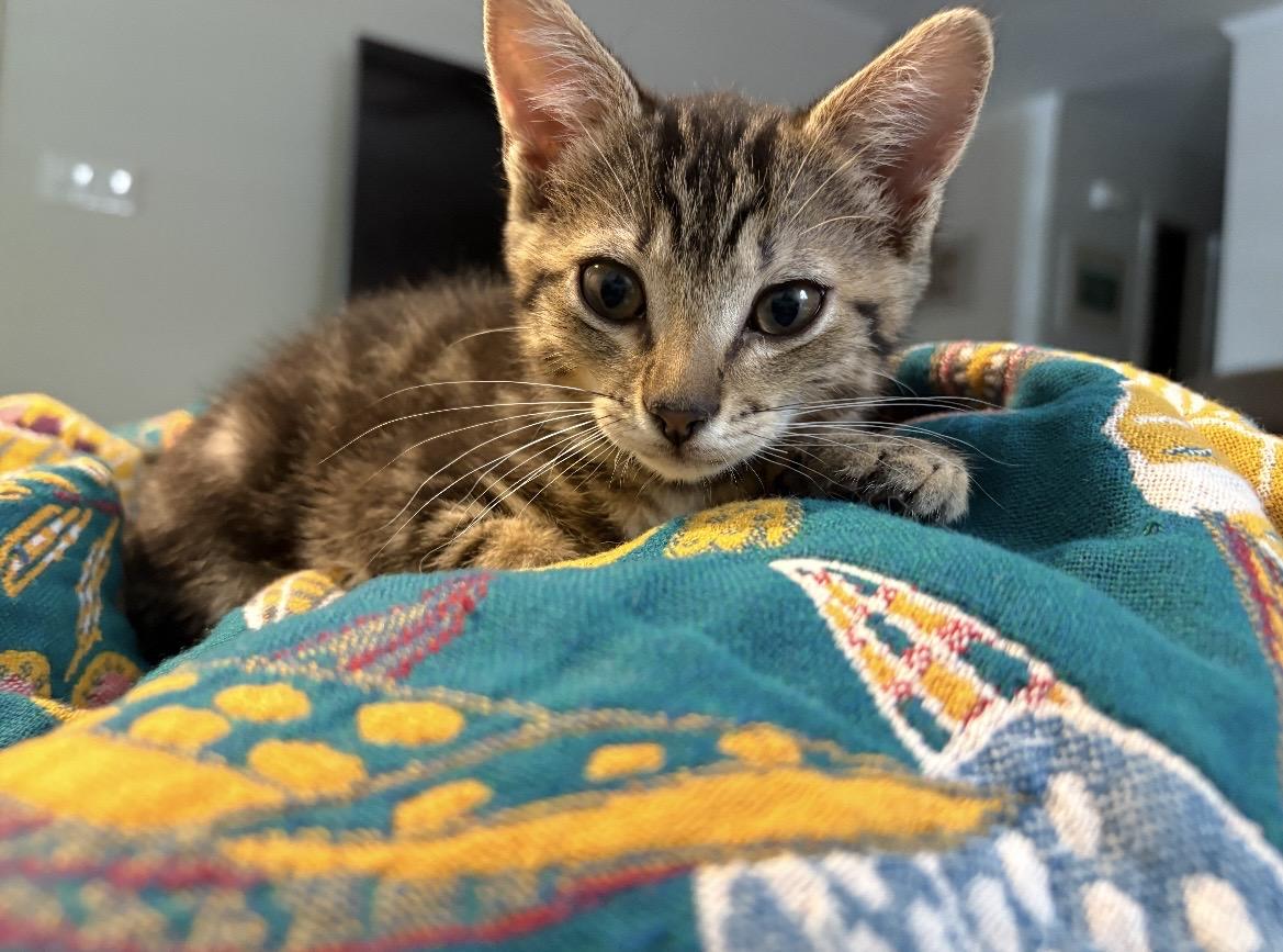 Haven, a ADOPTABLE Domestic Short Hair in Kannapolis, NC image 2/4