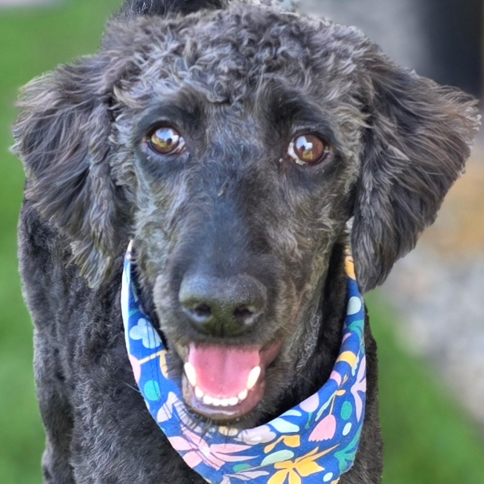 Doodle , ADOPTABLE, Young Female Poodle.