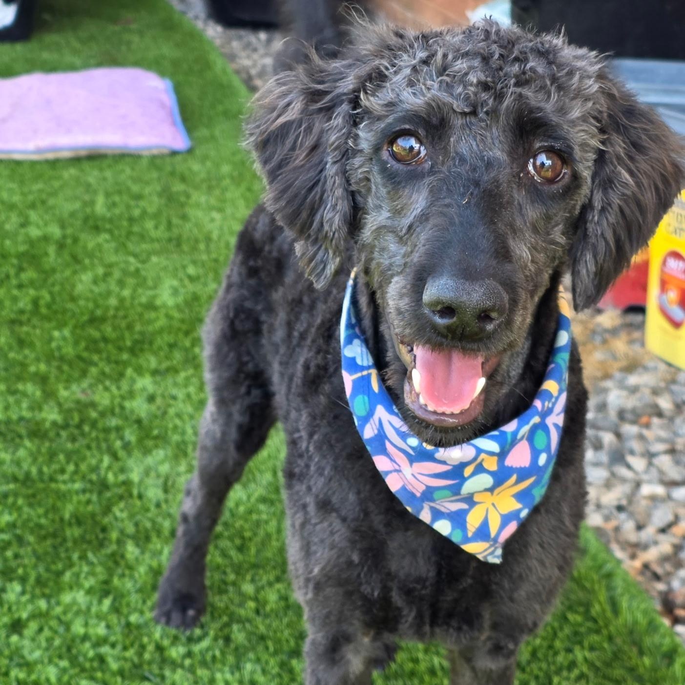 Enlarge Doodle , a ADOPTABLE mixed breed in Anderson, SC image 2/3