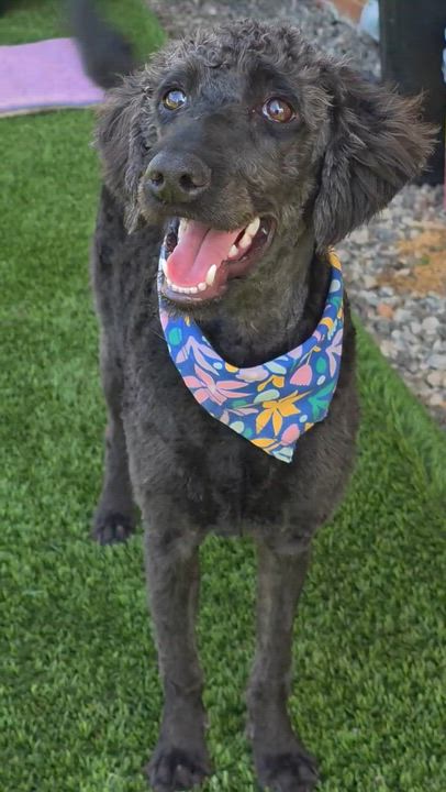 Enlarge Doodle , a ADOPTABLE mixed breed in Anderson, SC video 3/3