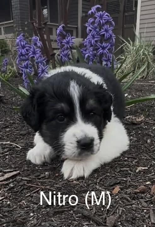 Enlarge Nitro (Truck Litter), a Adoptable Australian Shepherd in New Albany, OH image 1/1