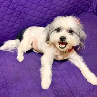 LAYNIE, Adoptable, Young Female Shih Tzu & Terrier.