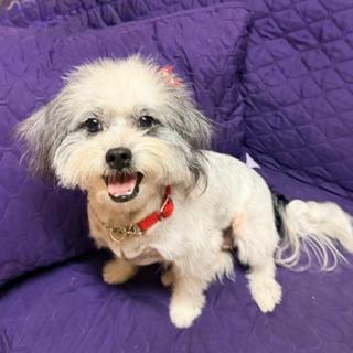 Enlarge LAYNIE, a Adoptable mixed breed in Santa Monica, CA image 3/3