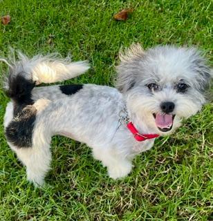 Enlarge LAYNIE, a Adoptable mixed breed in Santa Monica, CA image 2/3