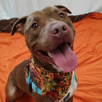 Dallas, a Adoptable Terrier in Cape May Court House, NJ image 1/4