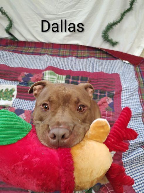 Dallas, a Adoptable Terrier in Cape May Court House, NJ image 2/4