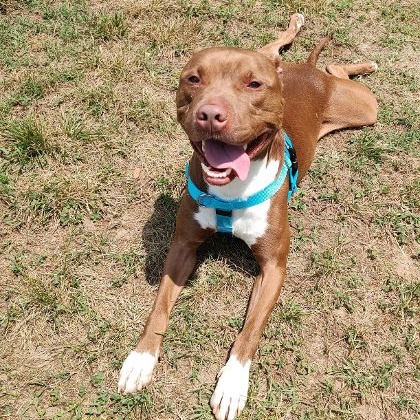 Dallas, a Adoptable Terrier in Cape May Court House, NJ image 4/4
