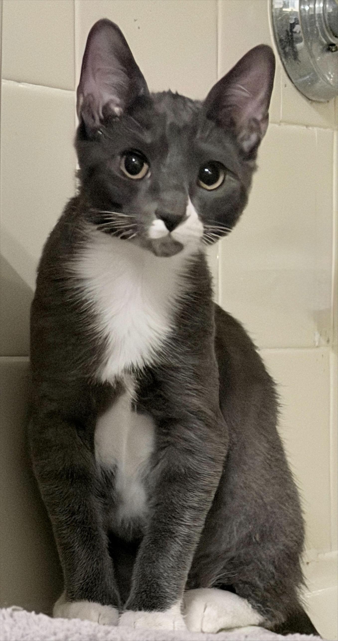 Enlarge Clover, a Adoptable Domestic Short Hair in Prosper, TX image 1/2