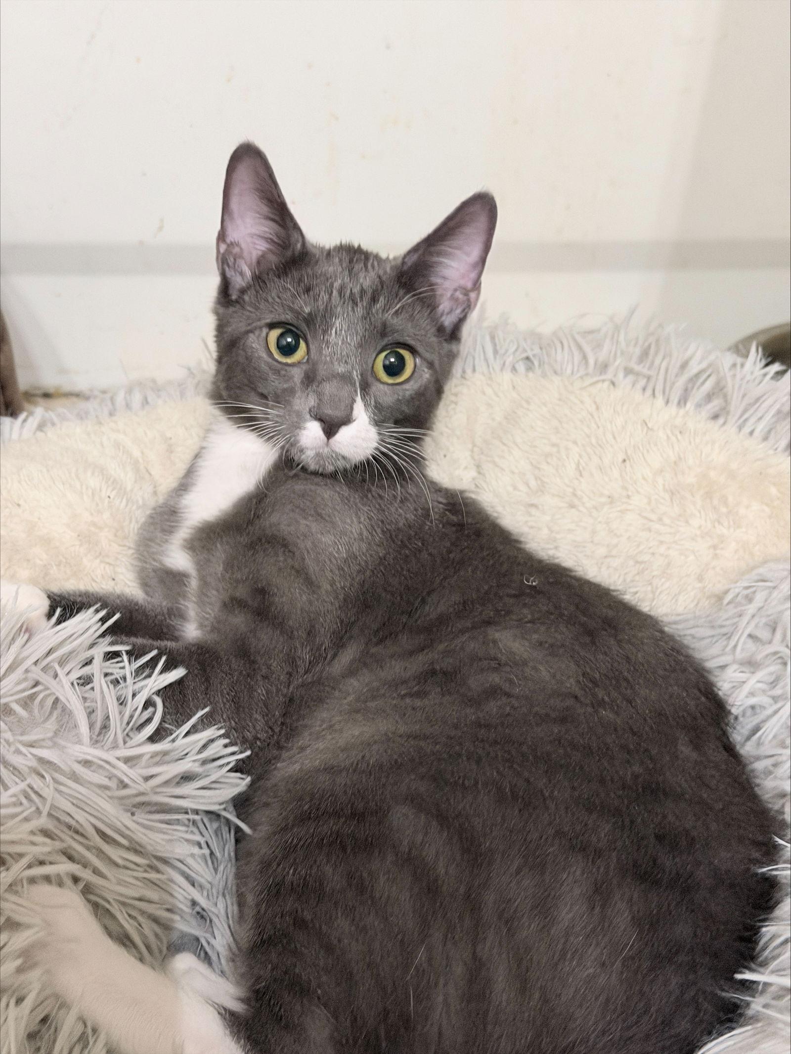 Enlarge Clover, a Adoptable Domestic Short Hair in Prosper, TX image 2/2