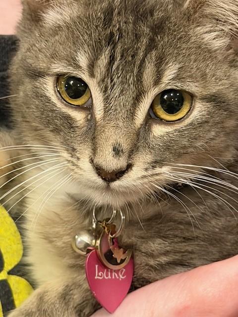 Luke, adopted, Kitten Male American Shorthair.