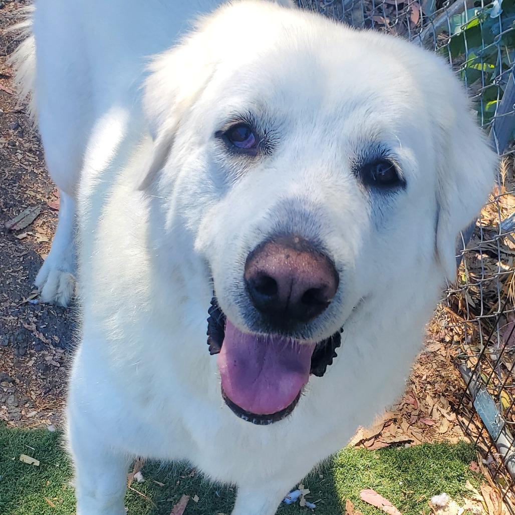Raya Michelle, Adoptable, Adult Female Great Pyrenees & Mixed Breed.