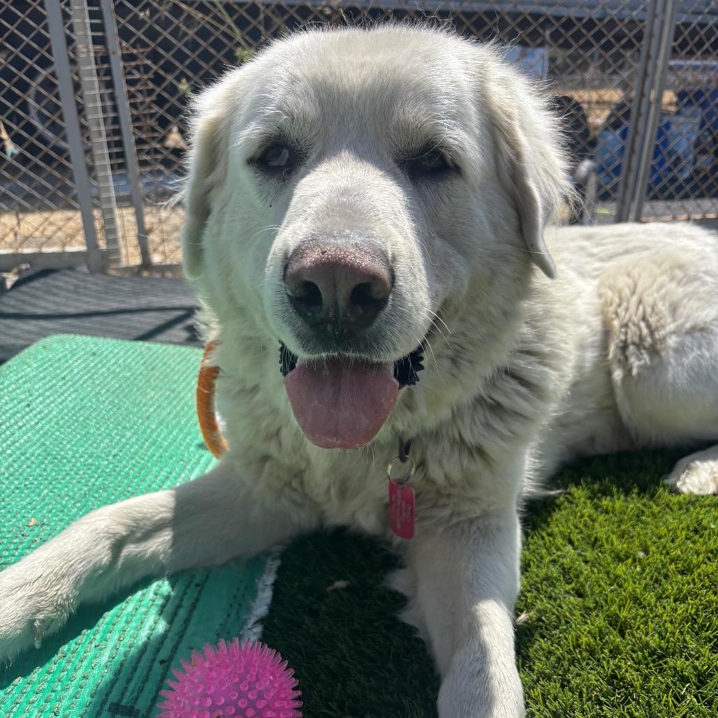 Raya Michelle, a Adoptable mixed breed in San Pablo, CA image 1/6