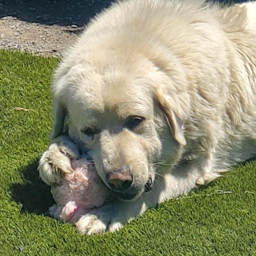 Raya Michelle, a Adoptable mixed breed in San Pablo, CA image 2/6