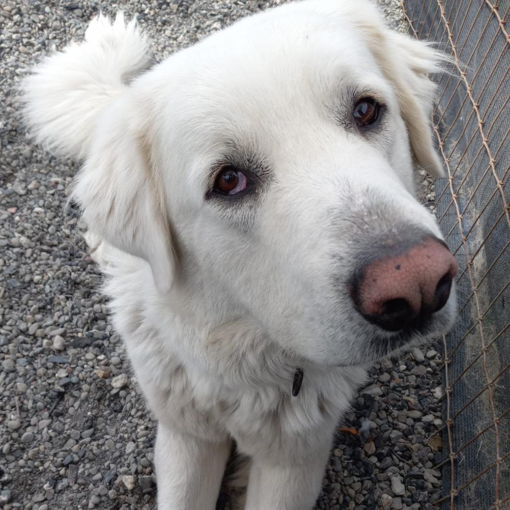 Raya Michelle, a Adoptable mixed breed in San Pablo, CA image 3/6