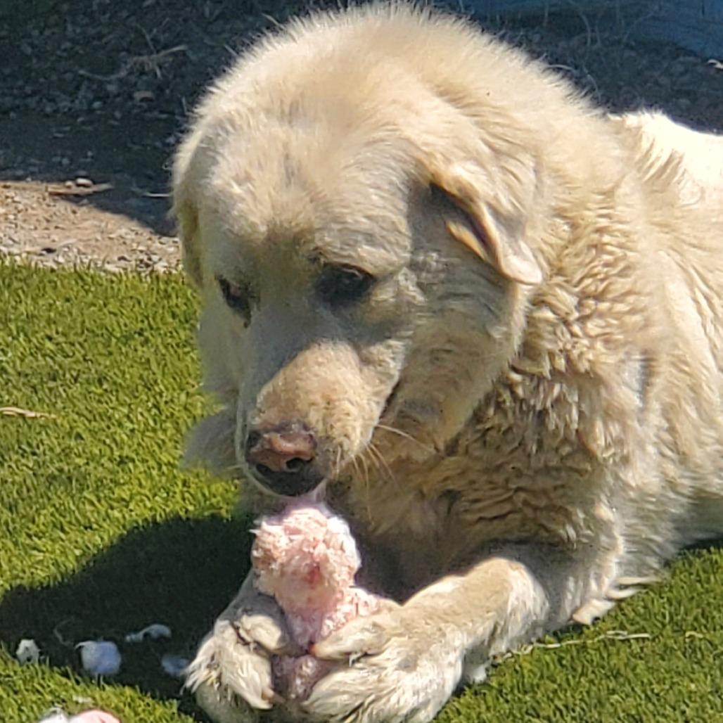 Raya Michelle, a Adoptable mixed breed in San Pablo, CA image 5/6