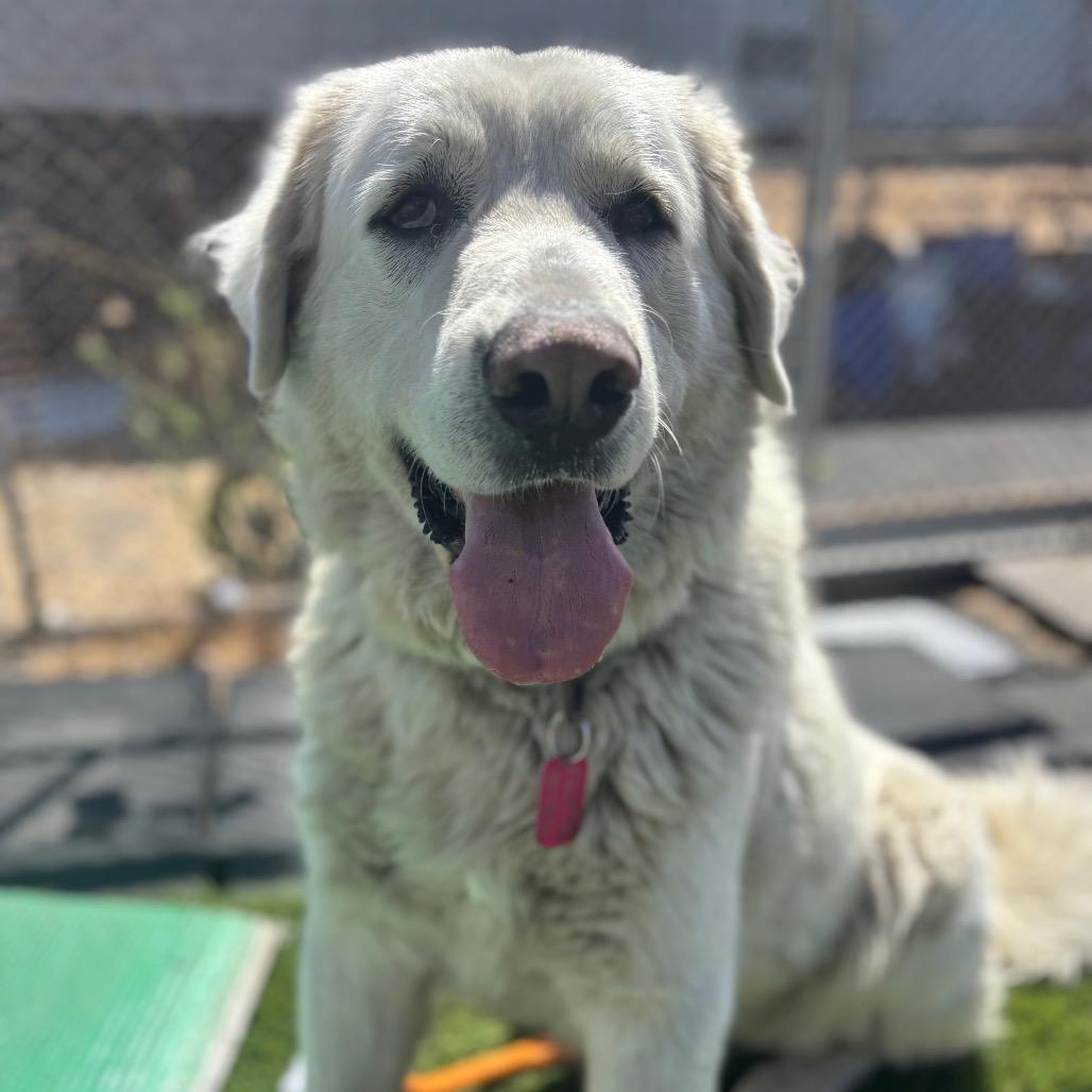 Raya Michelle, a Adoptable mixed breed in San Pablo, CA image 6/6