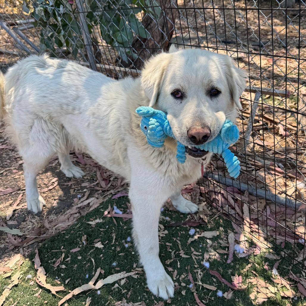 Enlarge Raya Michelle, a Adoptable mixed breed in San Pablo, CA image 6/6